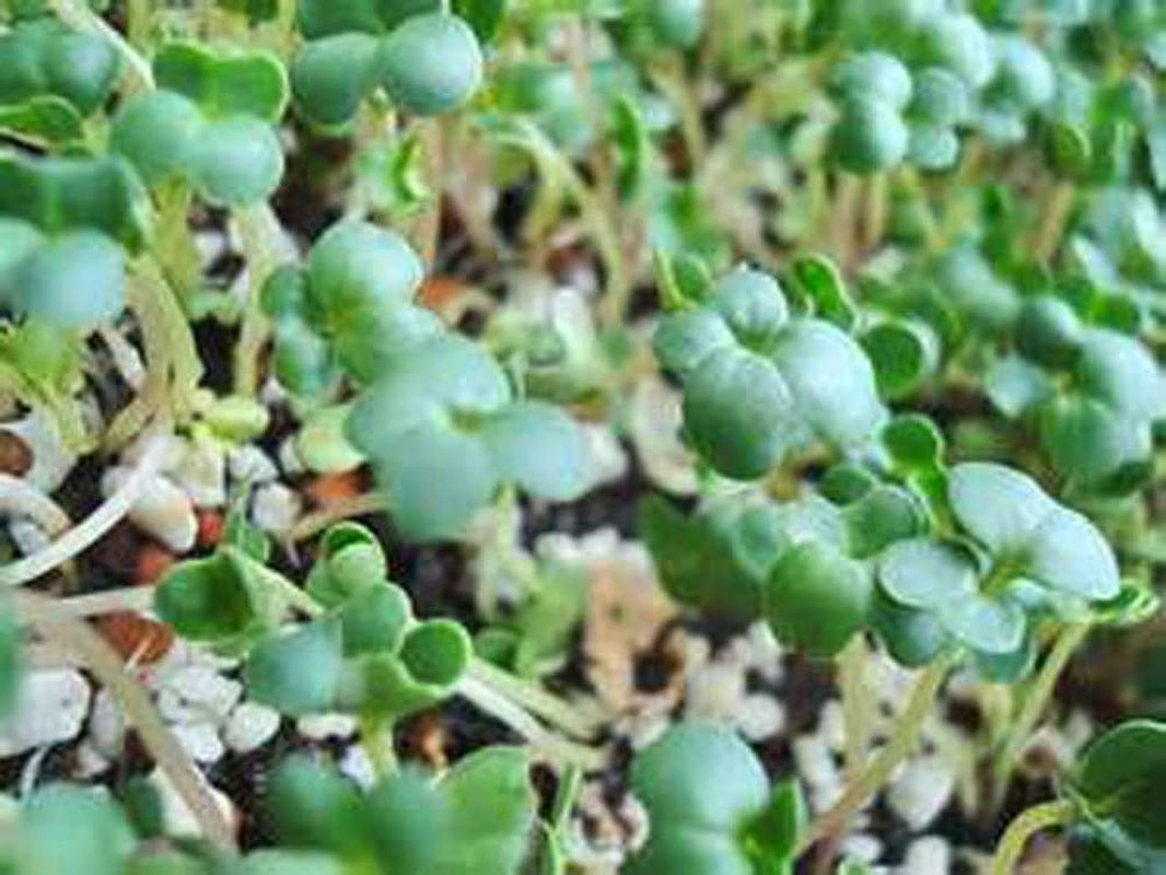 Non-Gmo Broccoli Seeds for Sprouting Sprouts Microgreens - Broccoli Sprouts 2Oz