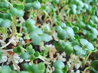Non-Gmo Broccoli Seeds for Sprouting Sprouts Microgreens - Broccoli Sprouts 2Oz