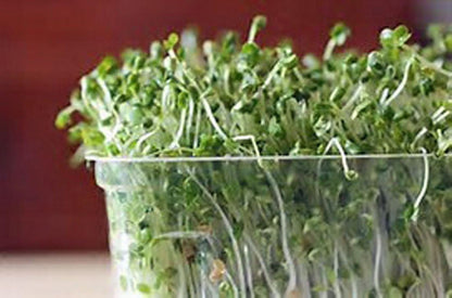 Non-Gmo Broccoli Seeds for Sprouting Sprouts Microgreens - Broccoli Sprouts 2Oz